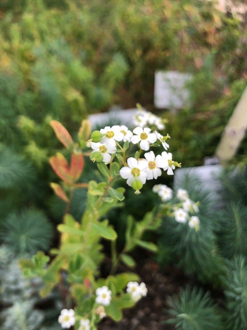 Euphorbia corollata