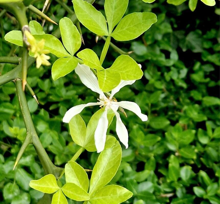 Citrus trifoliata