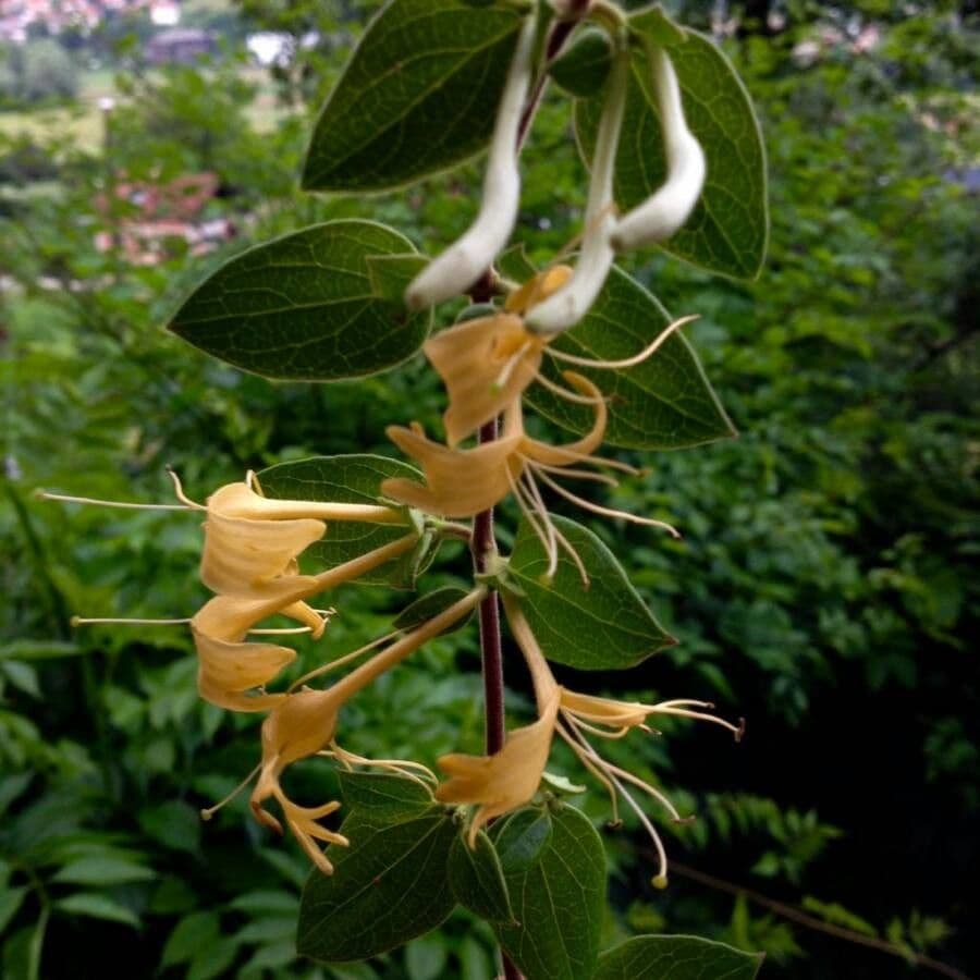 Lonicera periclymenum