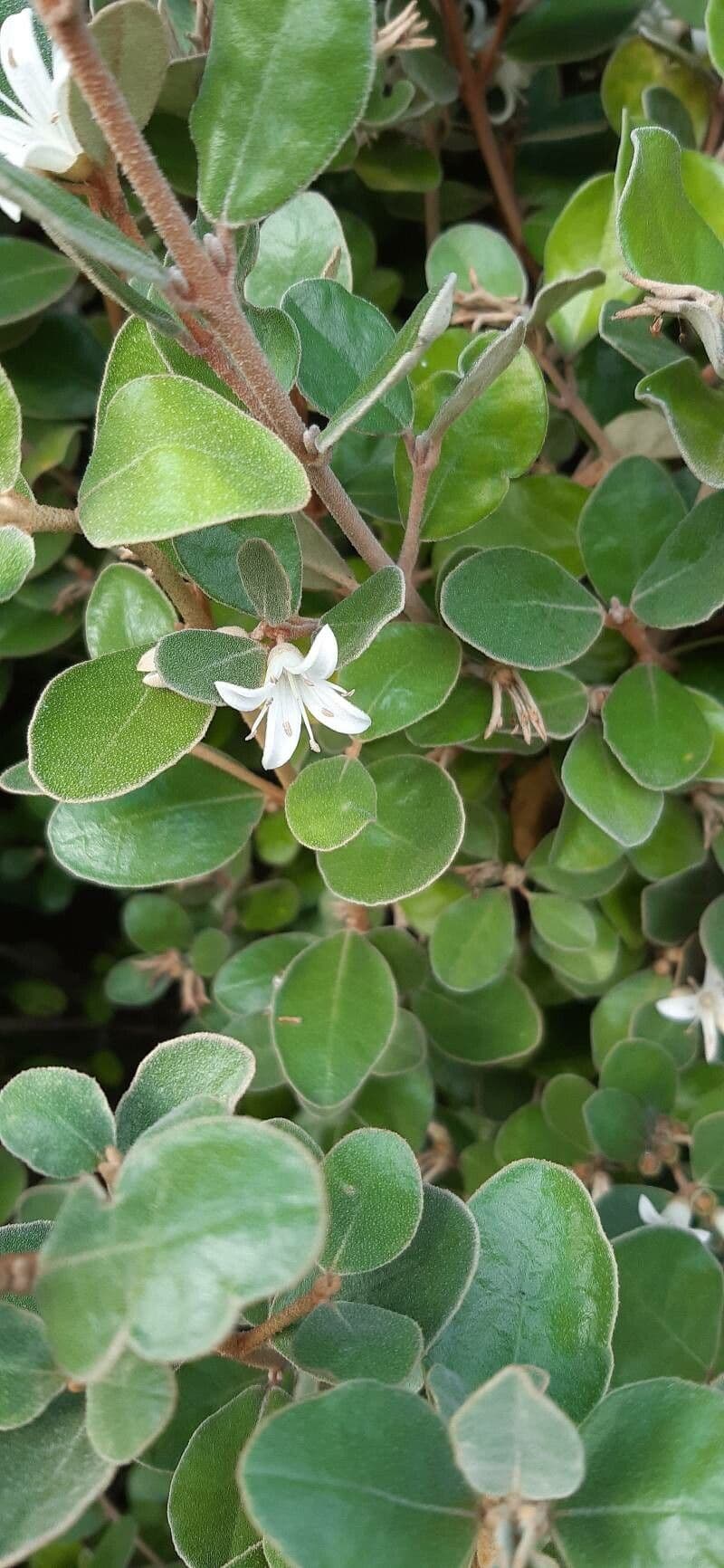 Correa alba
