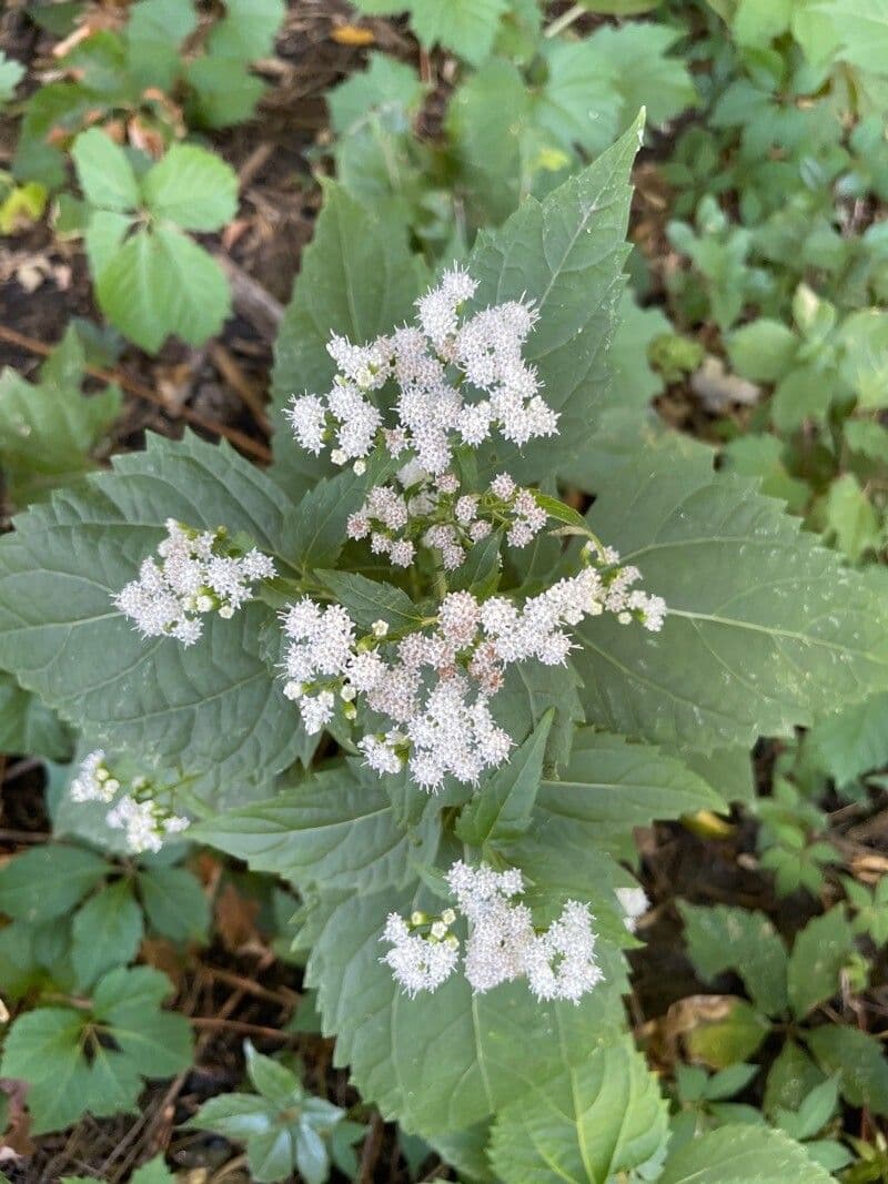 Ageratina altissima