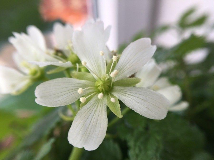 Dionaea muscipula