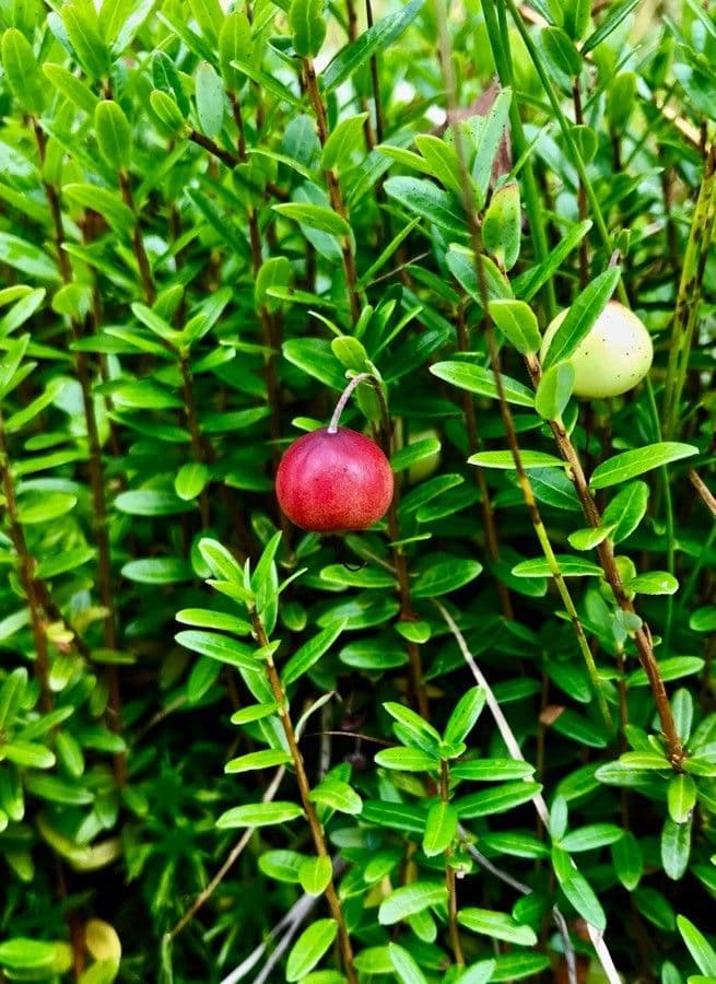 Vaccinium macrocarpon