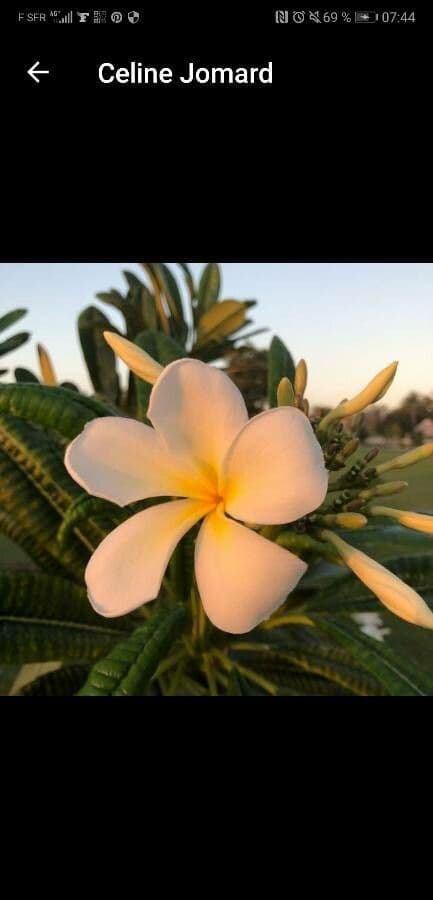 Plumeria obtusa