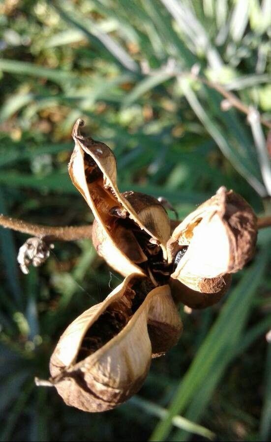 Yucca rupicola