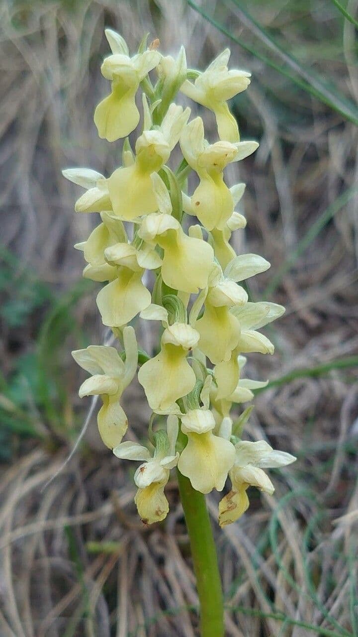 Orchis pallens