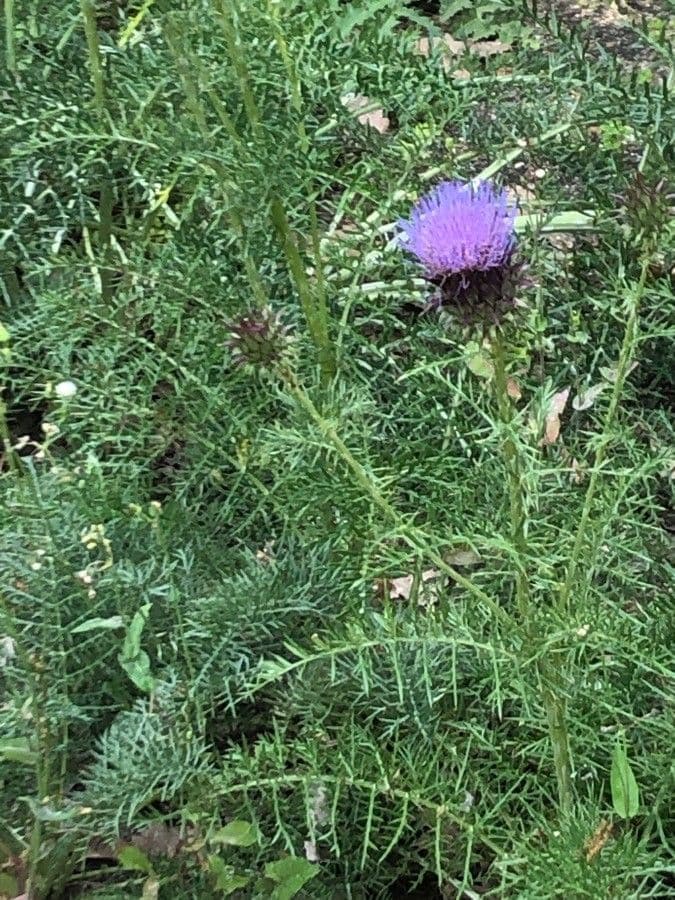 Cynara humilis