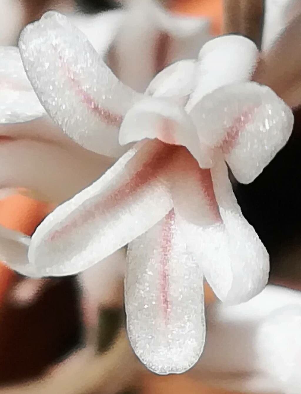 Haworthia cymbiformis