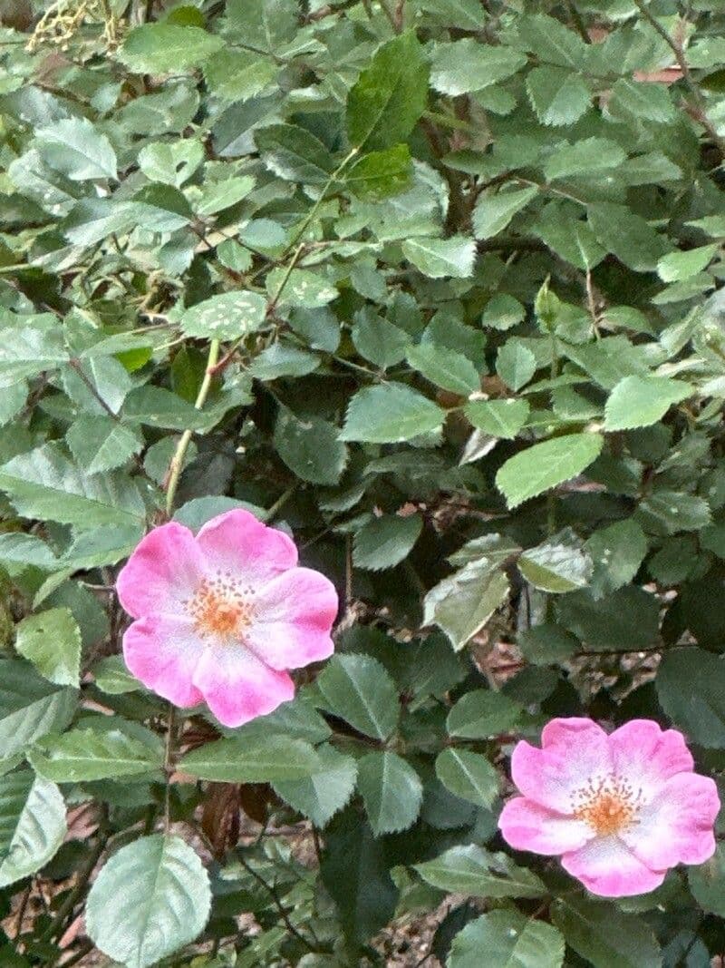 Rosa marginata