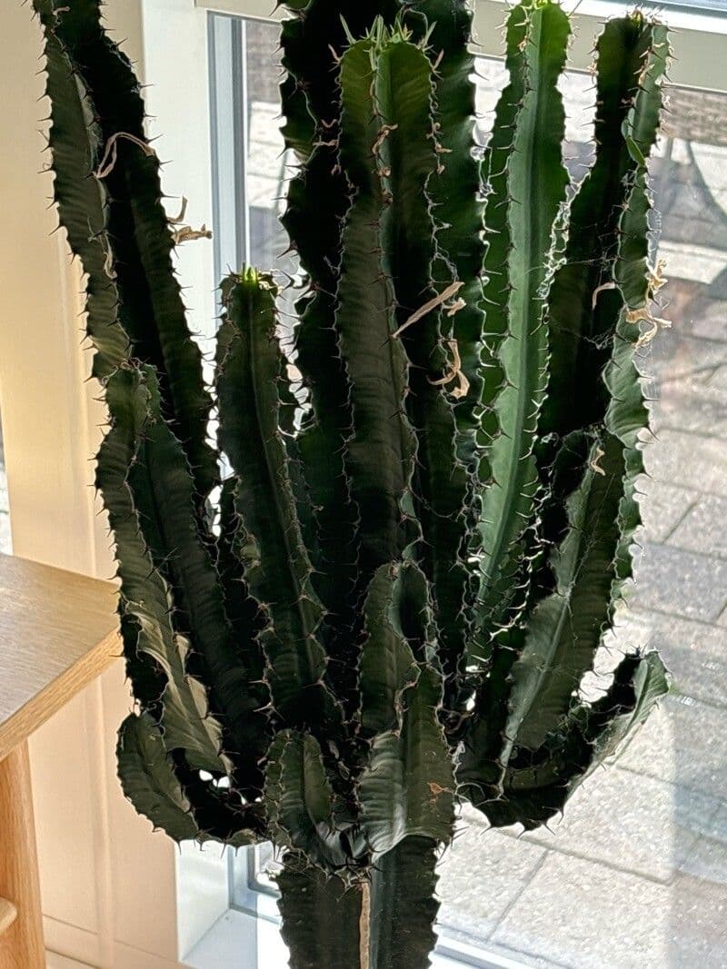 Euphorbia abyssinica