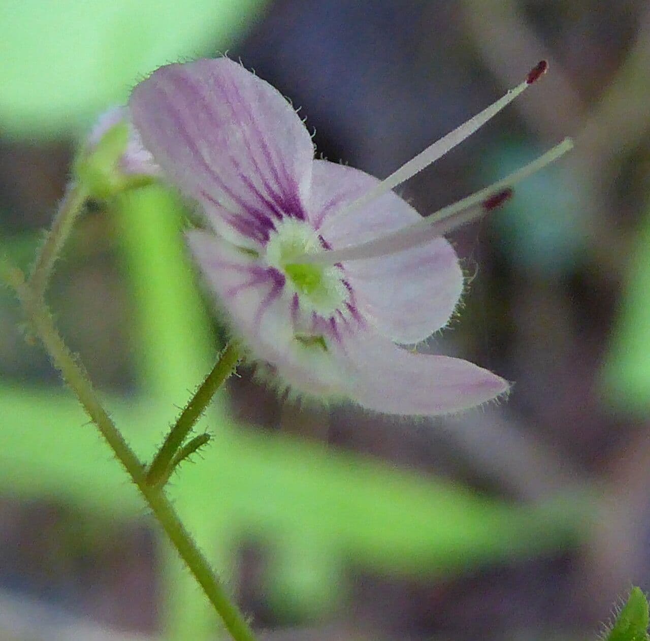 Veronica urticifolia