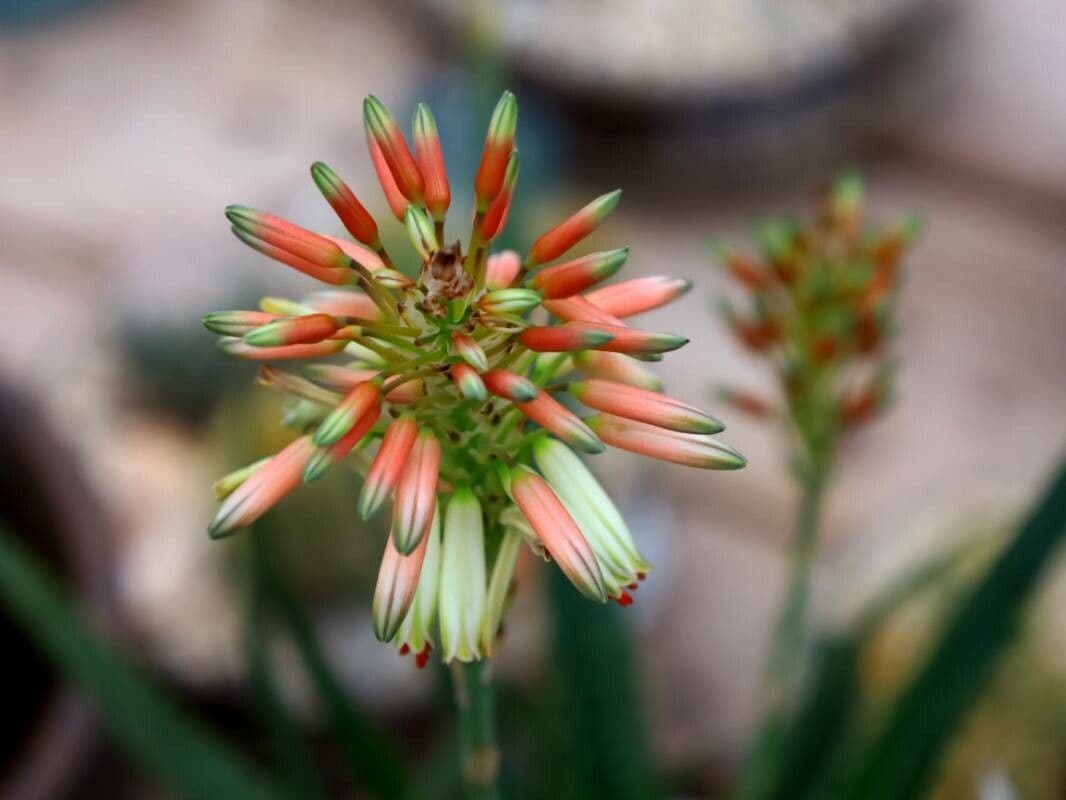 Aloe maculata