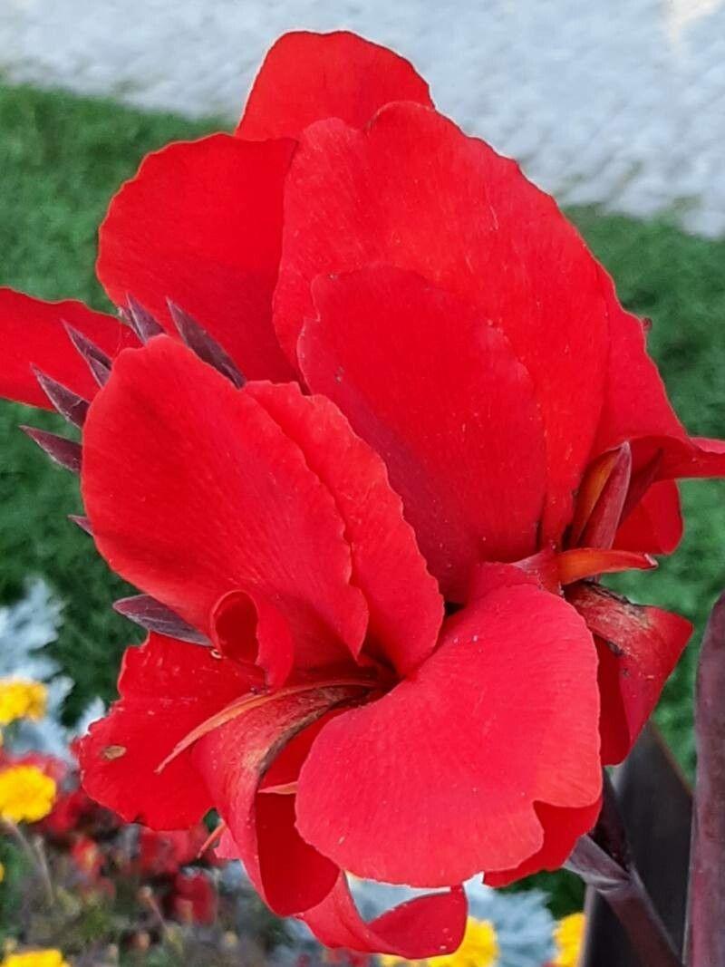 Canna indica