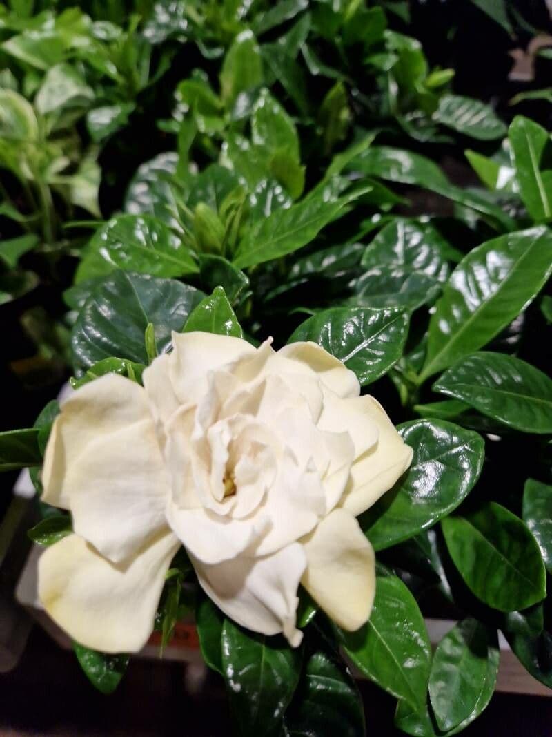 Gardenia jasminoides