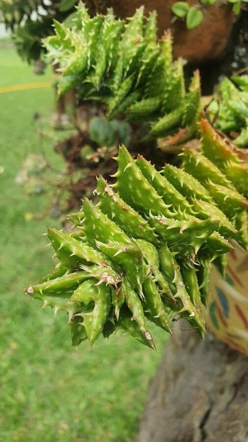 Aloe squarrosa