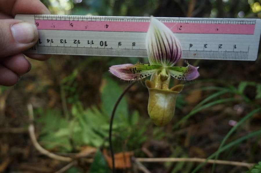 Paphiopedilum acmodontum