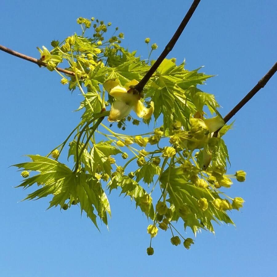 Acer platanoides