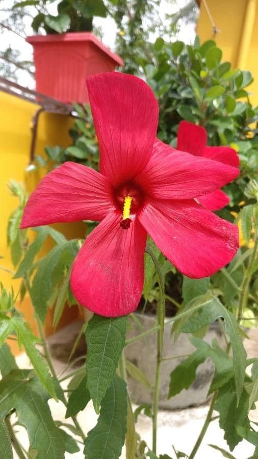 Hibiscus martianus