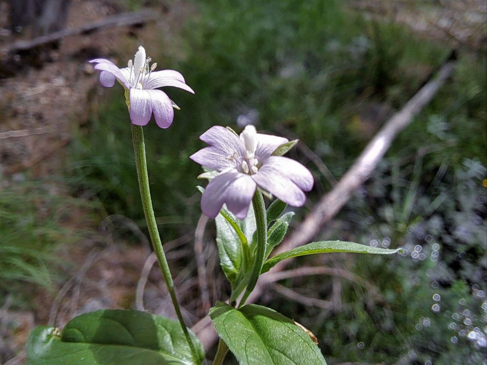 Epilobium roseum