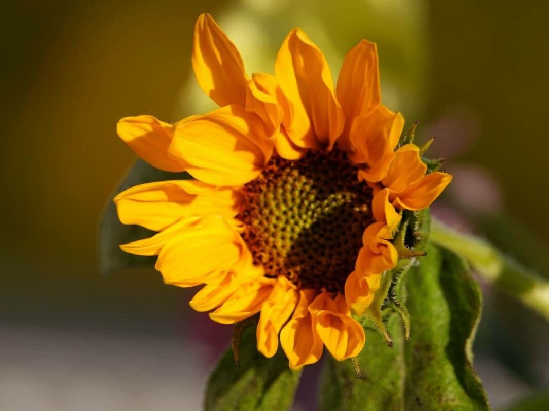 Helianthus maximiliani