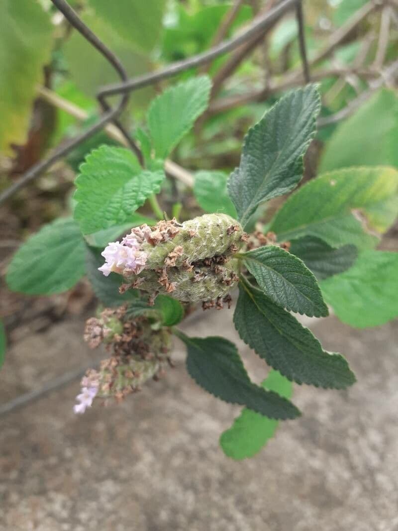 Lippia alba