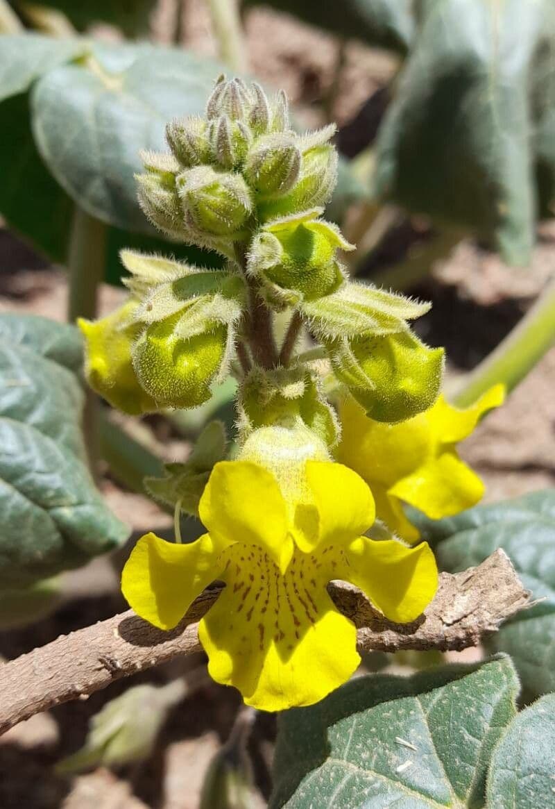 Ibicella lutea