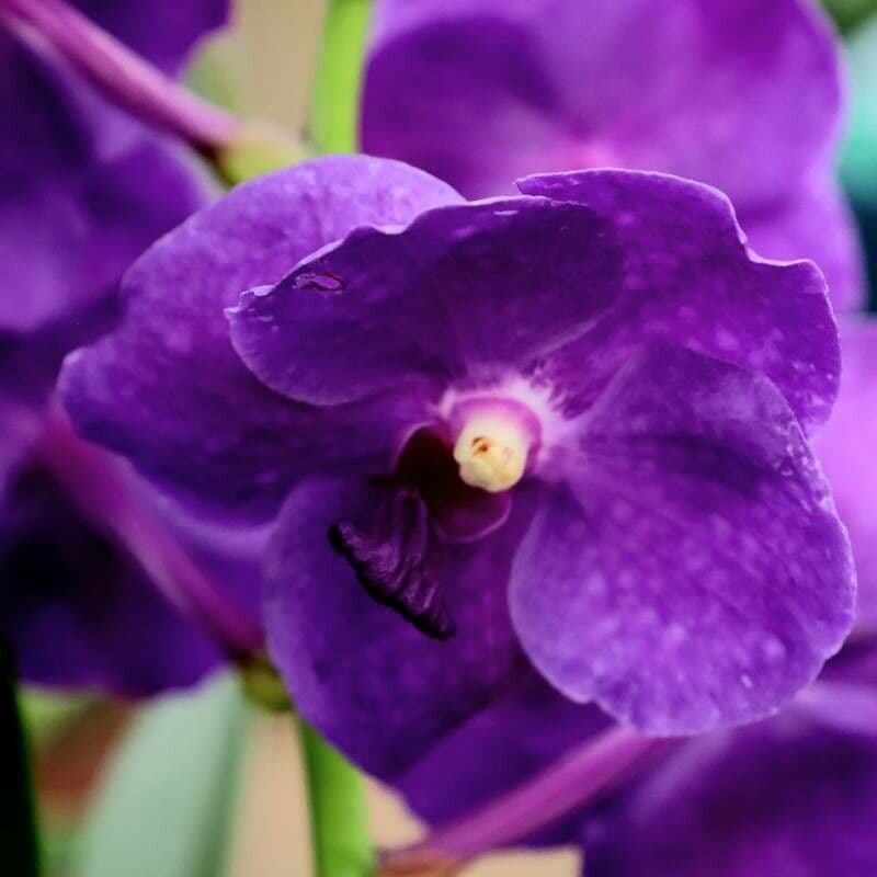 Vanda coerulescens