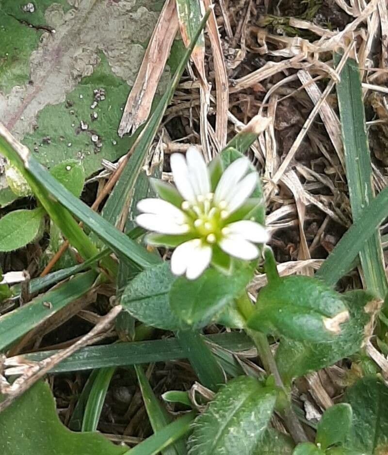 Cerastium fontanum