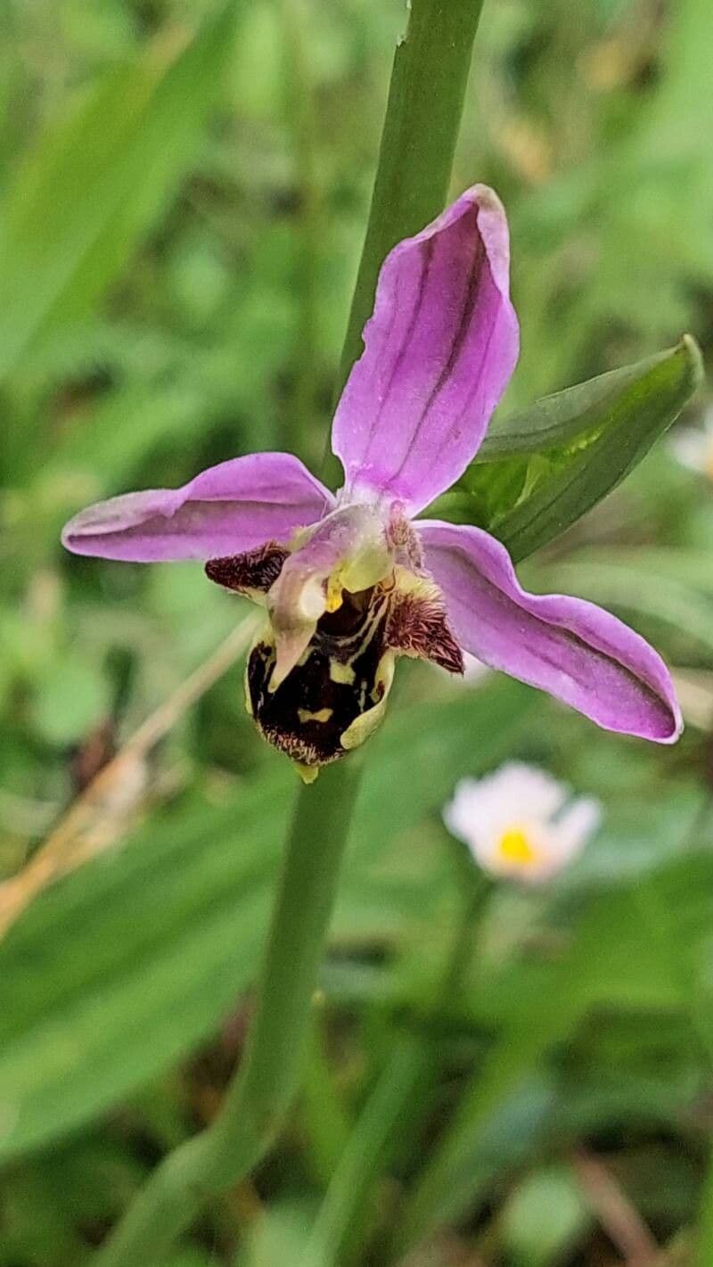 Ophrys apifera