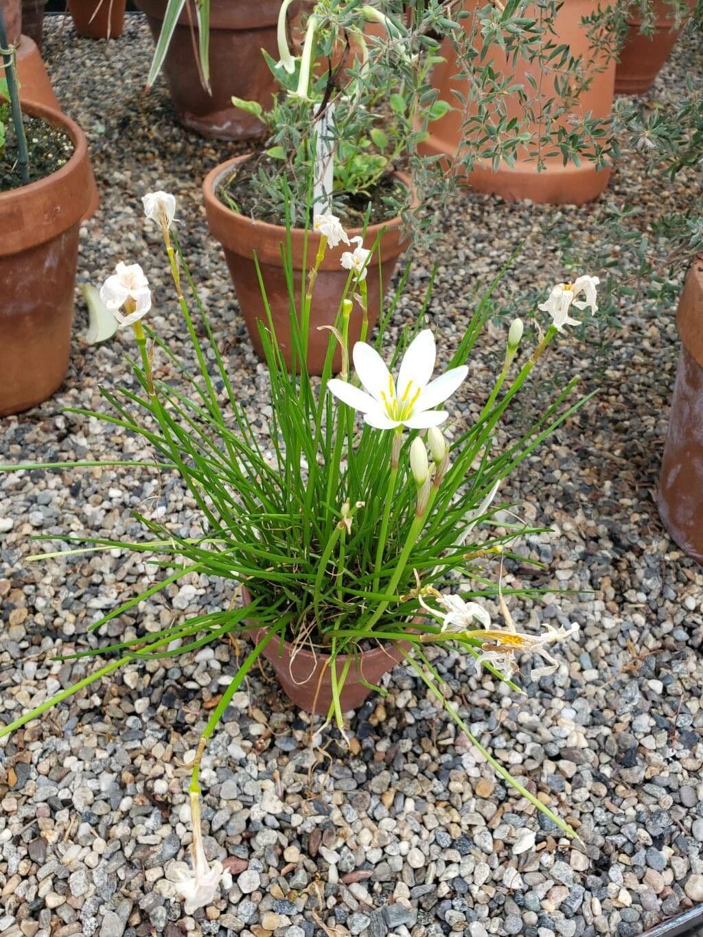 Zephyranthes candida