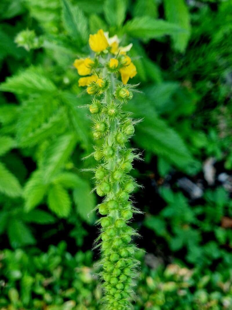 Agrimonia procera