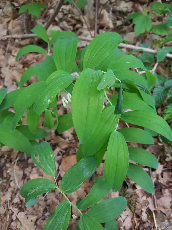 Uvularia perfoliata