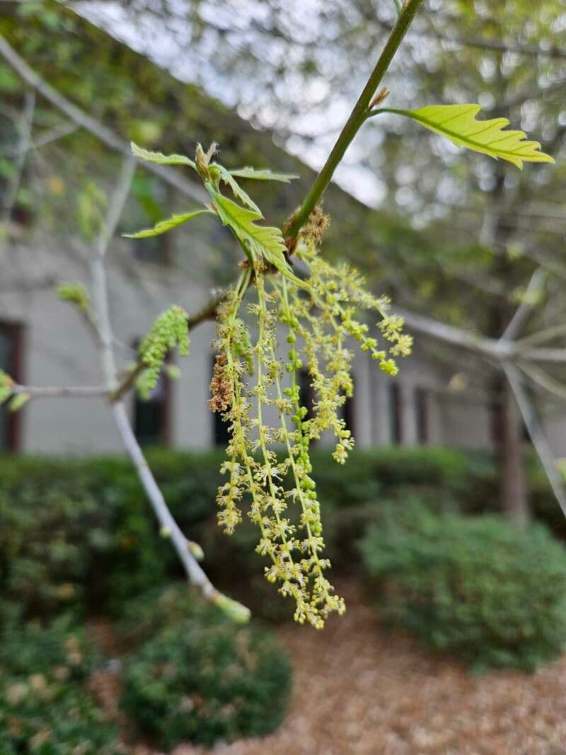 Quercus alba