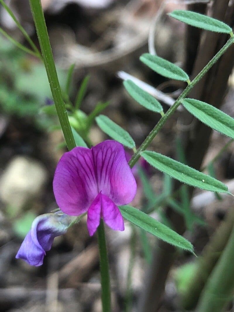 Vicia peregrina