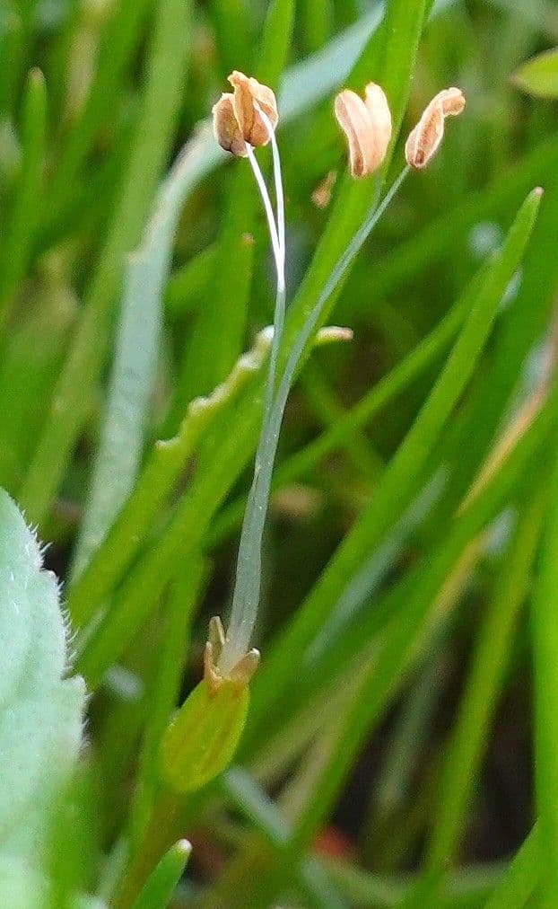 Littorella uniflora