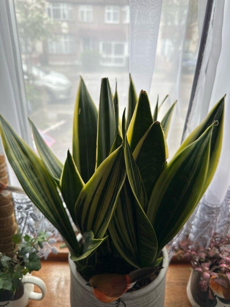 Dracaena stuckyi