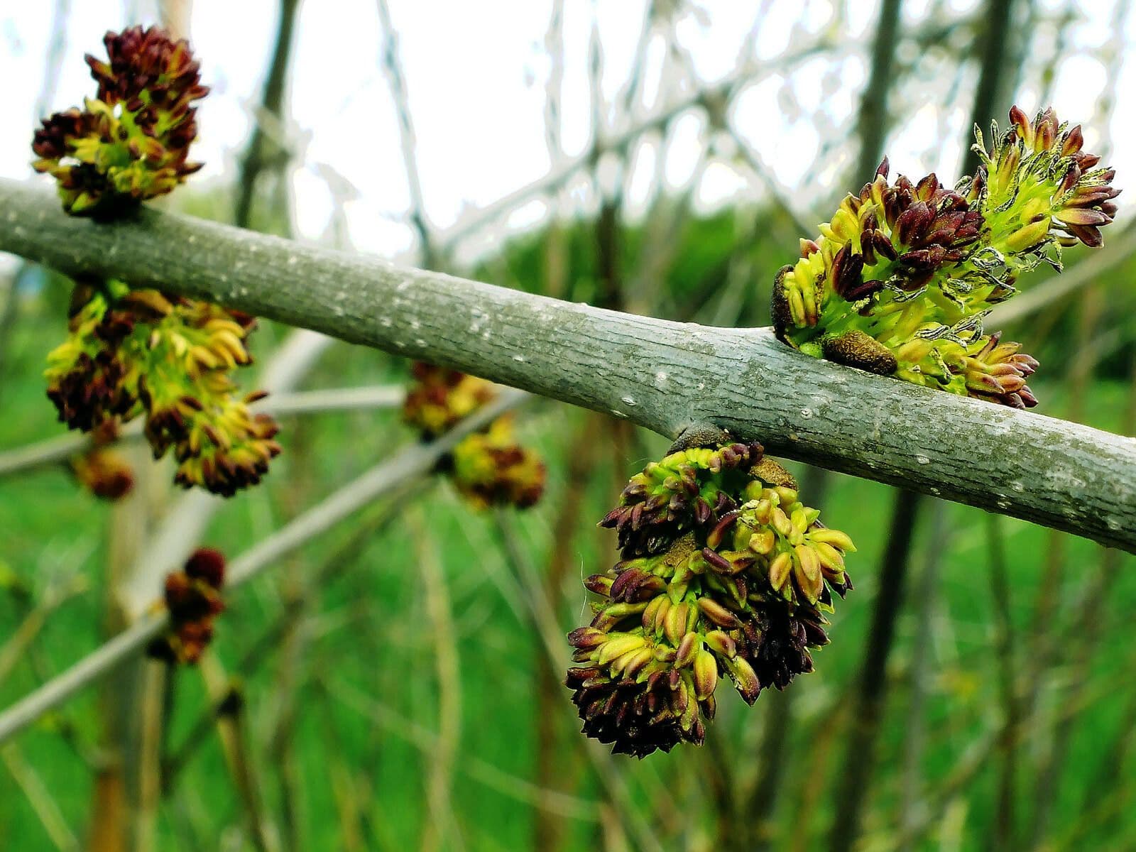 Ulmus pumila