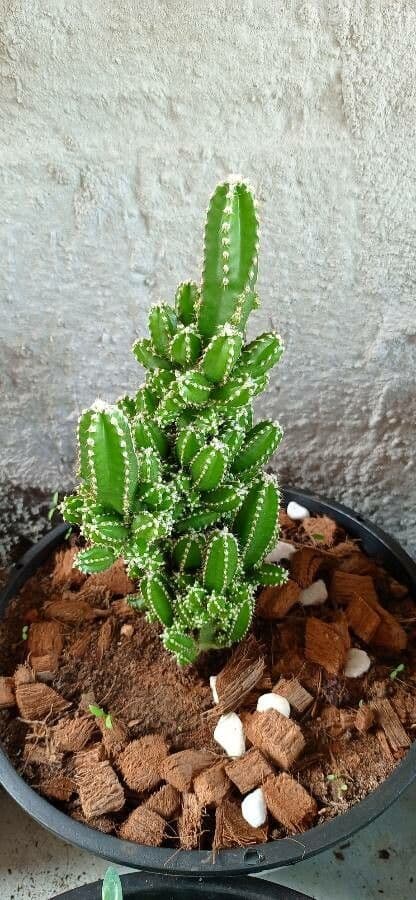 Acanthocereus tetragonus