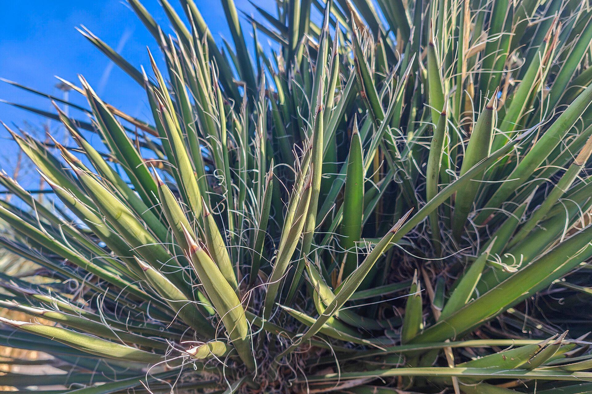 Yucca filifera