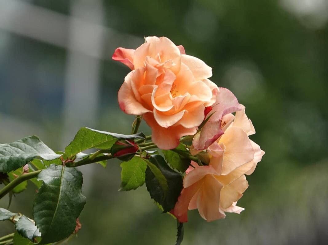 Rosa abietina