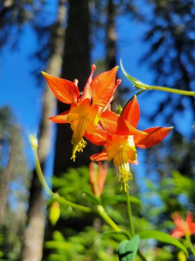 Aquilegia shockleyi