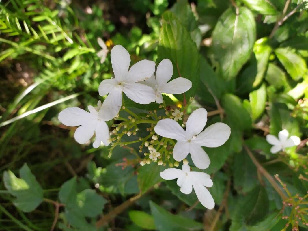 Viburnum plicatum