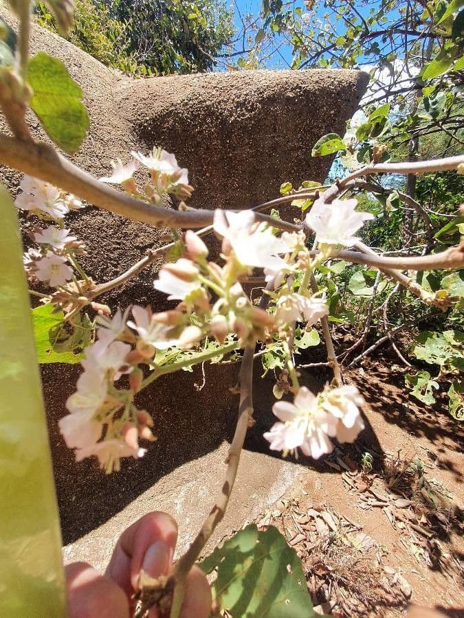 Dombeya rotundifolia