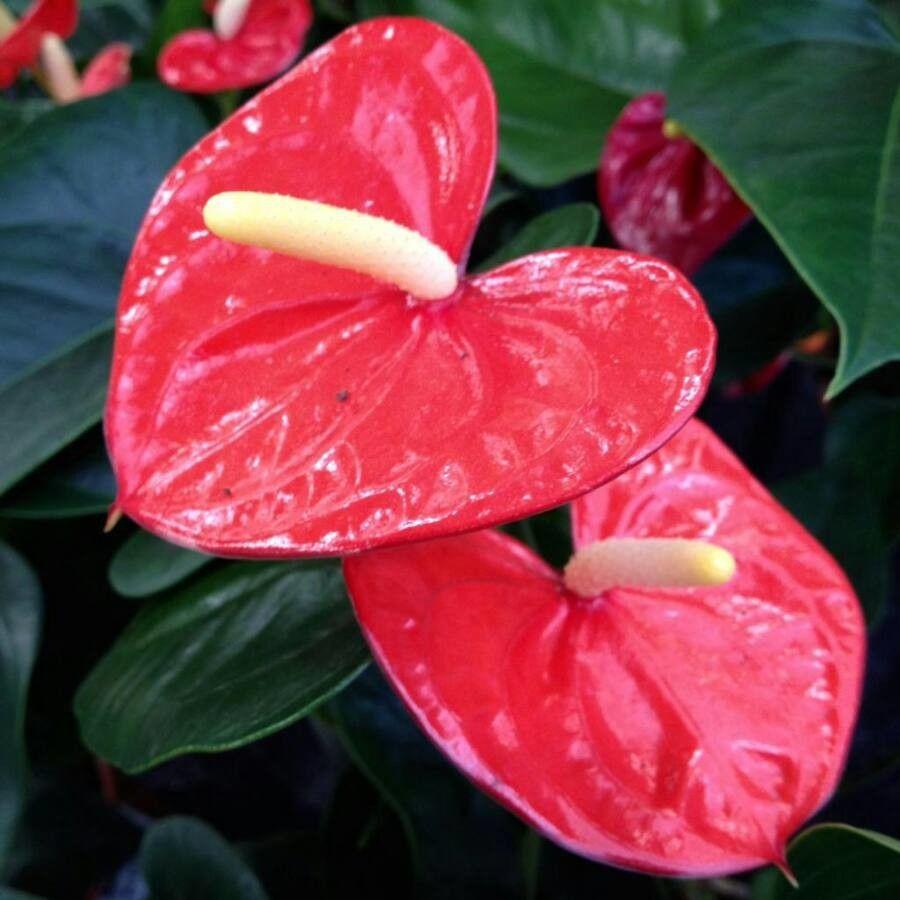 Anthurium andraeanum