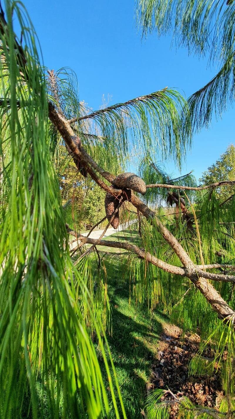 Pinus patula