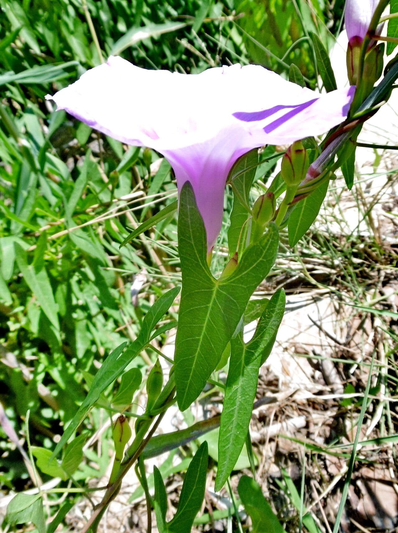 Ipomoea aquatica