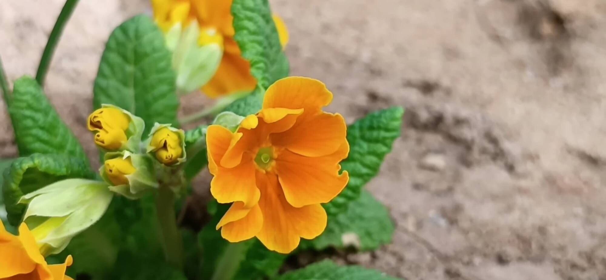 Primula polyantha