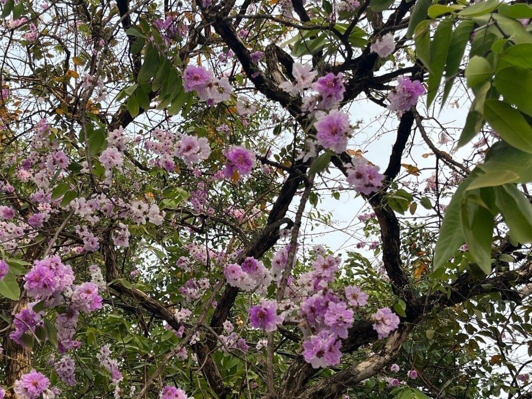 Tabebuia rosea