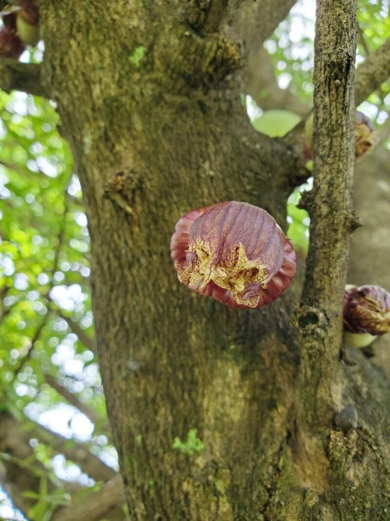 Crescentia alata