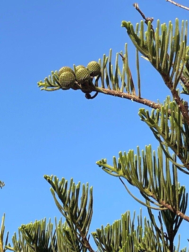 Araucaria heterophylla